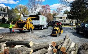 Best Palm Tree Trimming  in Harbor Springs, MI