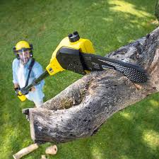 Trusted Harbor Springs, MI Tree Services Experts