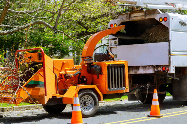 Tree and Shrub Care in Harbor Springs, MI