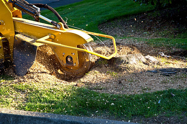 Best Root Management and Removal  in Harbor Springs, MI