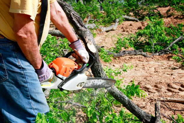 Best Tree Preservation Services  in Harbor Springs, MI